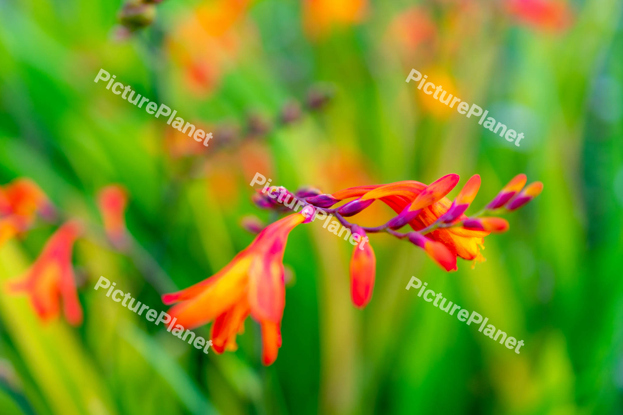 Montbretia